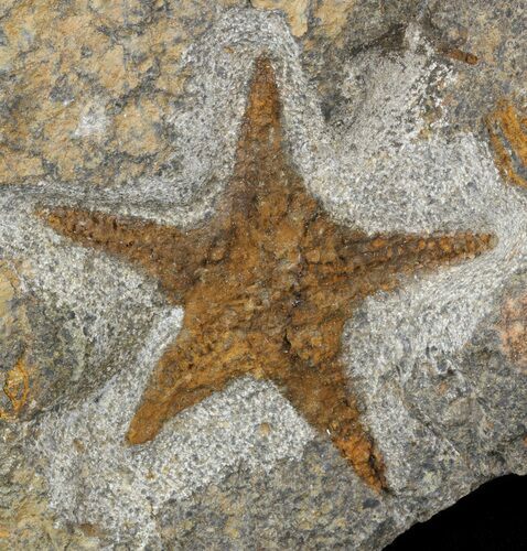 Ordovician Starfish (Petraster?) Fossil - Morocco #45072
